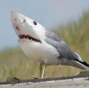 Meet your Posher, Kellyann